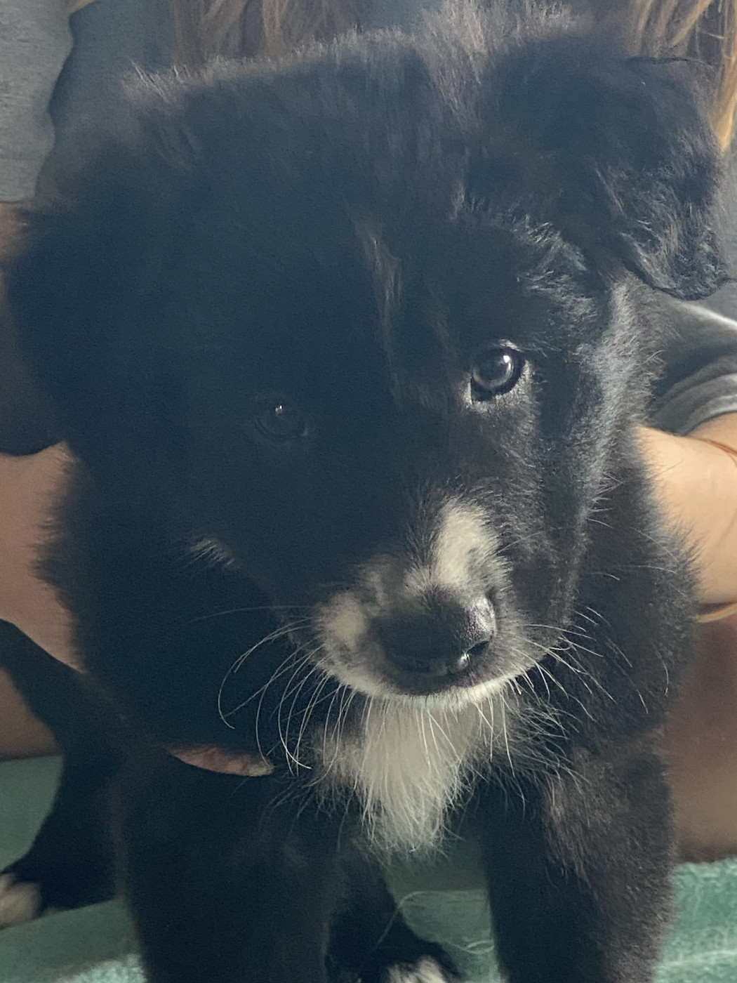 de la plume de la bergerie - Chiots disponibles - Border Collie